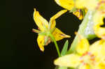 Earth loosestrife